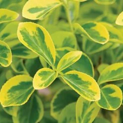 Gold Splash® Wintercreeper -Perennials Store Euonymus Gold Splash 3 sw