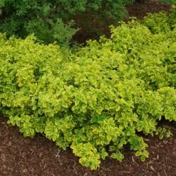 Gold Splash® Wintercreeper -Perennials Store Euonymus Gold Splash 4 sw