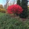 Unforgettable Fire® Burning Bush -Perennials Store Euonymus Unforgettable Fire 1 P