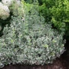 White Album® Wintercreeper -Perennials Store Euonymus White Album 1