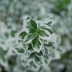 White Album® Wintercreeper -Perennials Store Euonymus White Album 3
