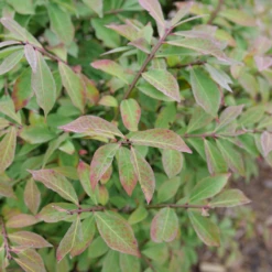 Fire Ball Seedless™ Burning Bush -Perennials Store EuonymusFireBallSeedlessP1239165 800x800 063ee79