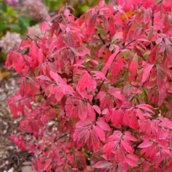 Fire Ball Seedless™ Burning Bush -Perennials Store EuonymusFireBallSeedlessP1249910 800x800 16b59a3