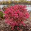 Fire Ball Seedless™ Burning Bush -Perennials Store EuonymusFireBallSeedlessP1249911 800x800 905cab0