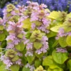 Feathered Friends™ 'Flashy Flamingo' Bugleweed -Perennials Store Feathered Friends Flashy Flamingo 2 800x800 8254790