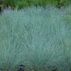'Cool As Ice' Blue Fescue -Perennials Store Festuca x Cool As Ice