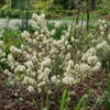 Legend Of The Fall® Bottlebrush -Perennials Store Fothergilla Legend of the Fall 1 P