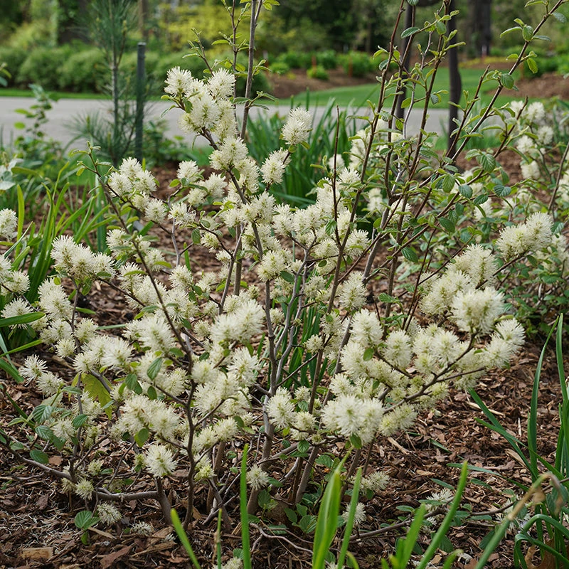 Legend Of The Fall® Bottlebrush 3 Legend Of The Fall® Bottlebrush