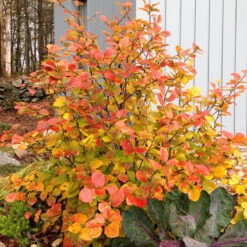 Legend Of The Fall® Bottlebrush 10 Legend Of The Fall® Bottlebrush -Perennials Store Fothergilla Legend of the Fall 3 P