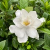 Pillow Talk® Gardenia 2 Pillow Talk® Gardenia -Perennials Store GardeniaPillowTalkIMG 1856 1080x1080 7f1d5fb
