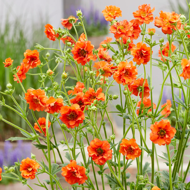 Perennials Store 31 Perennials Store -Perennials Store Geum Miss Clementine 1