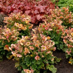Pretticoats™ Peach Geum -Perennials Store Geum Pretticoats Peach 4