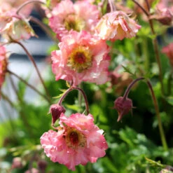 Pretticoats⢠Peach Geum