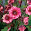 Tempo™ Rose Geum -Perennials Store Geum Tempo Rose 3