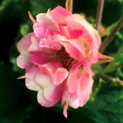 Tempo™ Rose Geum -Perennials Store Geum Tempo Rose 5
