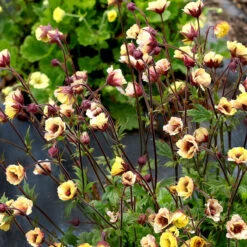 Tempo™ Yellow Geum 10 Tempo™ Yellow Geum -Perennials Store Geum Tempo Yellow 1 sq