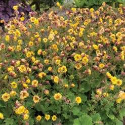 Tempo™ Yellow Geum 9 Tempo™ Yellow Geum -Perennials Store Geum Tempo Yellow 13 sq
