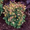 Tempo™ Yellow Geum 1 Tempo™ Yellow Geum -Perennials Store Geum Tempo Yellow 4