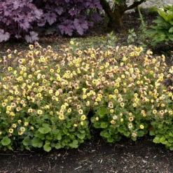 Tempo™ Yellow Geum 11 Tempo™ Yellow Geum -Perennials Store Geum Tempo Yellow 9 sq