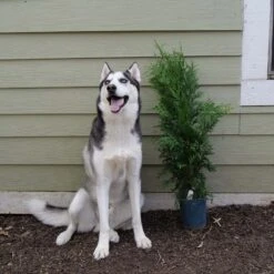 'Green Giant' Arborvitae/Thuja -Perennials Store Great garden plants green giant arborvitae 544ba6cb 2aa2 48b6 a69f f2045670184d sw