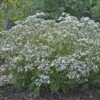 Festival Star® Baby's Breath 2 Festival Star® Baby's Breath -Perennials Store Gypsophila Festival Star 1 P sw