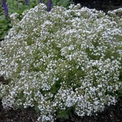 Festival Star® Baby's Breath 9 Festival Star® Baby's Breath -Perennials Store Gypsophila Festival Star 2 P sw