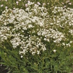 Festival Star® Baby's Breath 10 Festival Star® Baby's Breath -Perennials Store Gypsophila Festival Star 4 P sw
