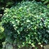 English Ivy 1 English Ivy -Perennials Store HEDERA THORNDALE 3 sw