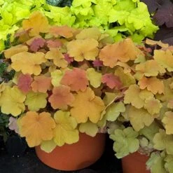 'Caramel' Coral Bells -Perennials Store HEUCA1Q 1
