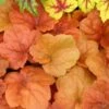 'Southern Comfort' Coral Bells -Perennials Store HEUSC1Q 1