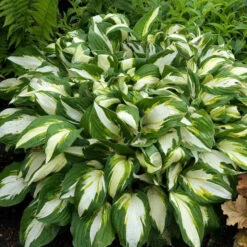 'Vulcan' Hosta -Perennials Store HOSVU1Q 1