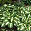 'Vulcan' Hosta -Perennials Store HOSVU1Q 2