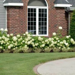 Perennials Store -Perennials Store HYDAN2Q 2 ade21708 6d65 4707 acfc 7ee81e4e2561 sw