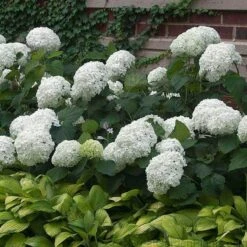 'Annabelle' Smooth Hydrangea -Perennials Store HYDAN2Q 3 92ce70b0 bc0b 493b 8557 222132210705 sw