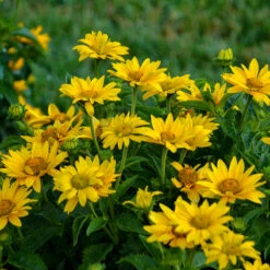 Tuscan Gold™ False Sunflower -Perennials Store Heliopsis Tuscan Gold 2 P