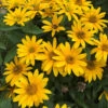 Tuscan Gold™ False Sunflower 2 Tuscan Gold™ False Sunflower -Perennials Store Heliopsis Tuscan Gold 3 P