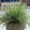 Hello Spring!™ Feather Reed Grass 2 Hello Spring!™ Feather Reed Grass -Perennials Store Hello spring feather reed grass