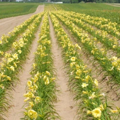 Rainbow Rhythm® 'Going Bananas' Daylily 9 Rainbow Rhythm® 'Going Bananas' Daylily -Perennials Store Hemerocallis Going Bananas 1 P