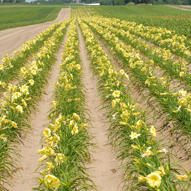 Rainbow Rhythm® 'Going Bananas' Daylily 5 Rainbow Rhythm® 'Going Bananas' Daylily - Image 3