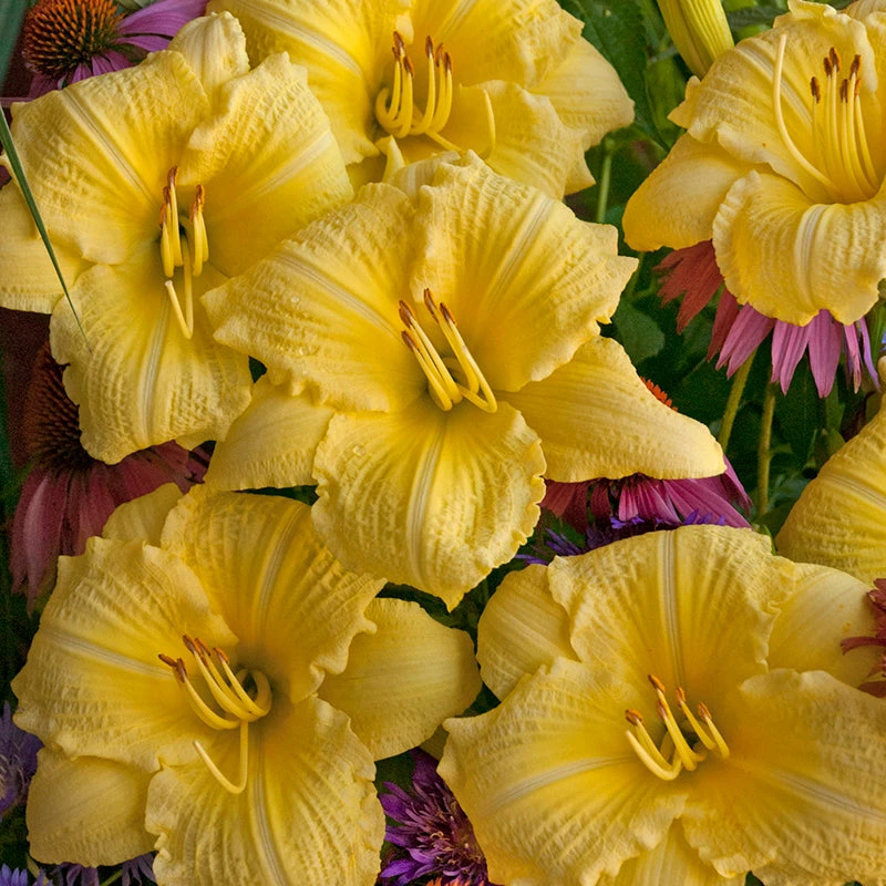 Rainbow Rhythm® 'Going Bananas' Daylily 3 Rainbow Rhythm® 'Going Bananas' Daylily