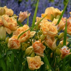 Rainbow Rhythm® 'Siloam Peony Display' Daylily -Perennials Store Hemerocallis Siloam Peony Display 1 P