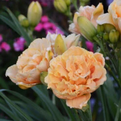 Rainbow Rhythm® 'Siloam Peony Display' Daylily -Perennials Store Hemerocallis Siloam Peony Display 2 P