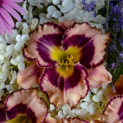 Rainbow Rhythm® 'Sound Of My Heart' Daylily -Perennials Store Hemerocallis Sound of My Heart 1 P