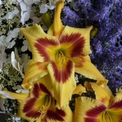 Rainbow Rhythm® 'Tiger Swirl' Daylily 12 Rainbow Rhythm® 'Tiger Swirl' Daylily -Perennials Store Hemerocallis Tiger Swirl 1 P sw
