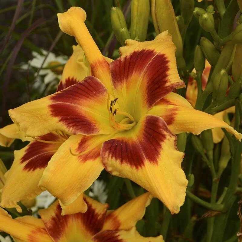 Rainbow Rhythm® 'Tiger Swirl' Daylily 4 Rainbow Rhythm® 'Tiger Swirl' Daylily - Image 2