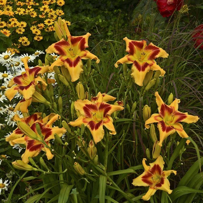 Rainbow Rhythm® 'Tiger Swirl' Daylily 5 Rainbow Rhythm® 'Tiger Swirl' Daylily - Image 3