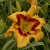 Rainbow Rhythm® 'Tiger Swirl' Daylily -Perennials Store Hemerocallis Tiger Swirl 4 P sw