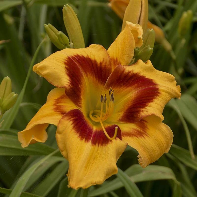 Rainbow Rhythm® 'Tiger Swirl' Daylily 3 Rainbow Rhythm® 'Tiger Swirl' Daylily