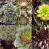 Hens & Chicks Collection -Perennials Store Hens and Chicks collection