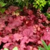 'Berry Smoothie' Coral Bells -Perennials Store Heuchera Berry Smoothie 1
